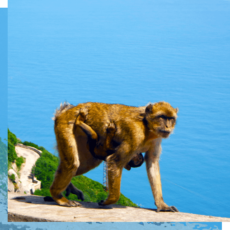 bejaia - macaque de Barbarie